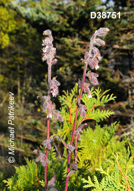 Glaucous Rattlesnakeroot (Nabalus racemosus)